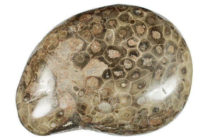 Large, Polished Petoskey Stone (Fossil Coral) - Michigan #271878